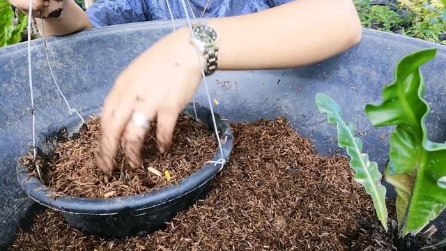 RESCUING COBRA FERN/ASPLENIUM NIDUS|HOW TO TAKE CARE OF COBRA FERN/ASPLENIUM NIDUS PLANT|Grace J. M смотреть онлайн