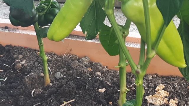 СРОЧНО ДАЙТЕ ПЕРЦАМ СОДУ И БУДЕТЕ СОБИРАТЬ УРОЖАЙ ВЕДРАМИ ДО ПОЗДНЕЙ ОСЕНИ!!! СУПЕР ПОДКОРМКА ПЕРЦА смотреть онлайн