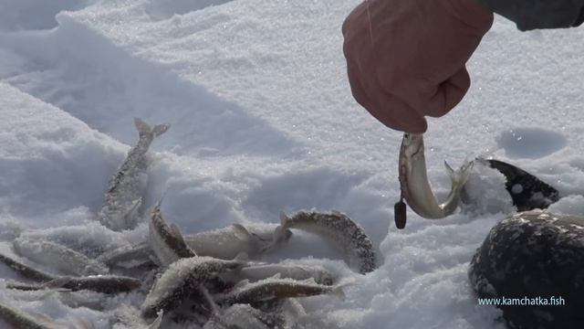 КОРЮШКА МАЛОРОТАЯ УДАЧНО ПОРЫБАЧИЛИ смотреть онлайн