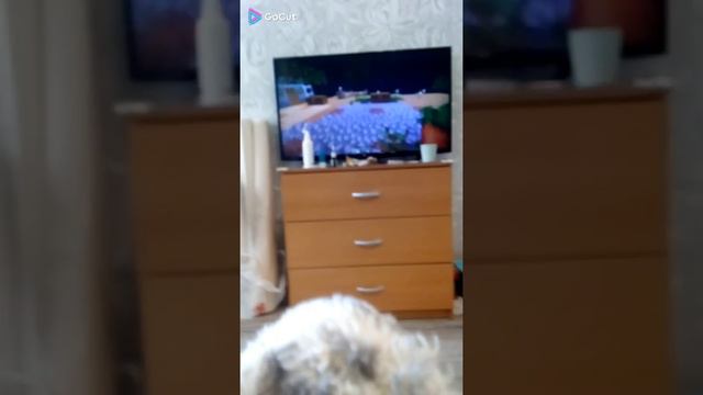 смотрим кабана канал по другому называется смотреть онлайн