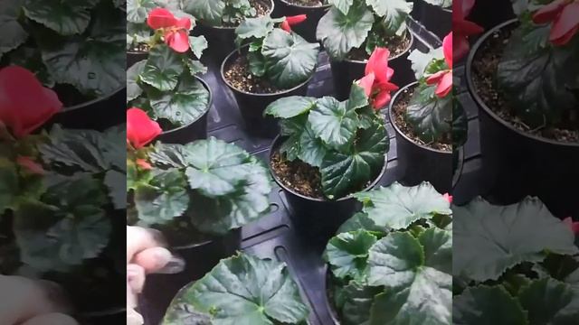 БЕГОНИЯ ЭЛАТИОР, выращивание к 8 марта. Последняя подкормка для роста вегетативной массы. смотреть онлайн