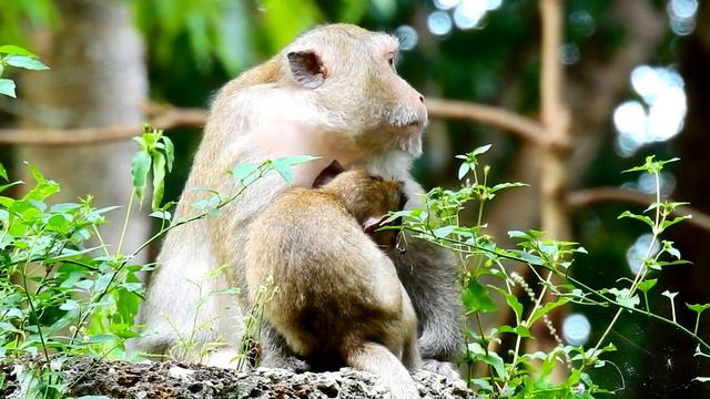 Perfect Monkey Grooming !! Big Queen Got Grooming From Big Female Monkey During Baby Queenton Get M