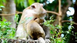 Perfect monkey grooming !! Big Queen got grooming from big female monkey during baby Queenton get m