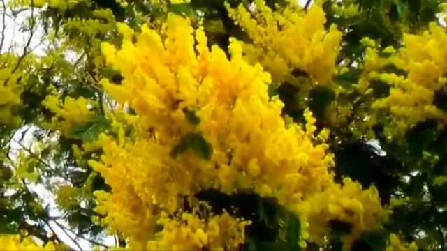 Стихи Ирины Стефашиной. смотреть онлайн