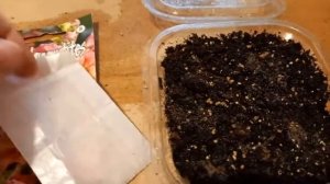 Львиный зев - посев на рассаду.