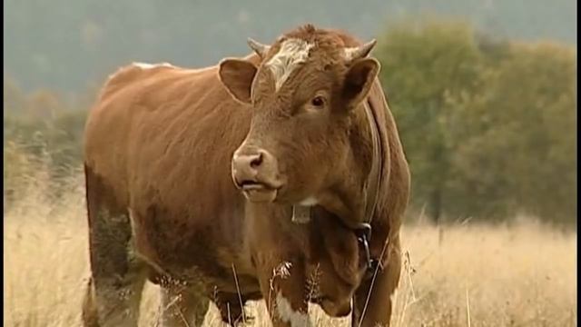 “Ты, внучка, иди попарься, а потом и я кости погрею“ сказал дед смотреть онлайн