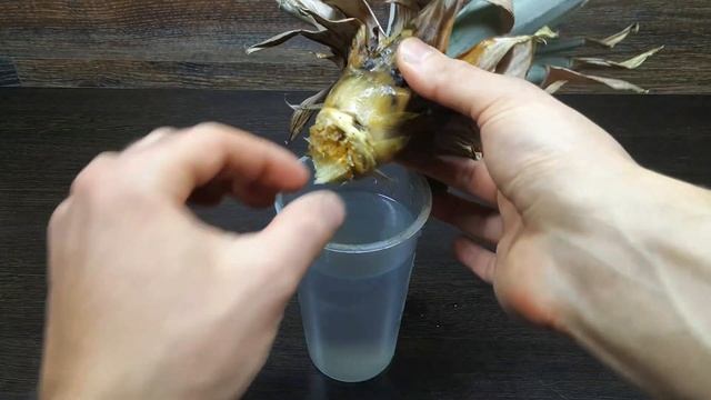 ВЫРАСТИТЬ АНАНАС В ДОМАШНИХ УСЛОВИЯХ ??? смотреть онлайн