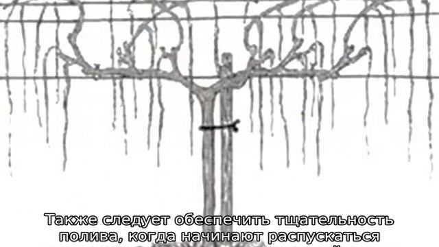 Виноград Платовский смотреть онлайн