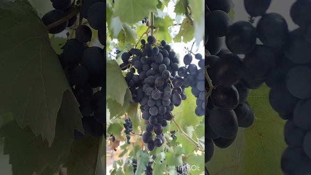 Сбор урожая продолжается