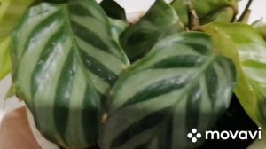 Красотка Строманта триколор.