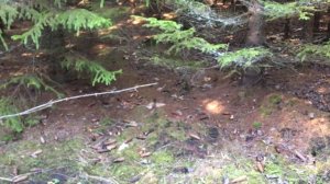 Поход за рыжиками 2.