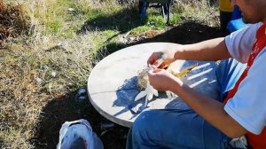 Забой, ощип и разделка бройлера КОББ 500 в 46 дней