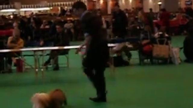 Crufts 2010- Pekingese смотреть онлайн