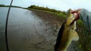 Трофейный судак на реке Тура. Рыбалка в Тюмени