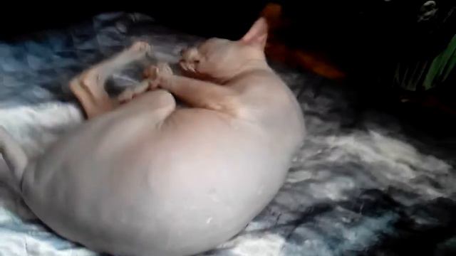 Сфинкс в экстазе 2 смотреть онлайн