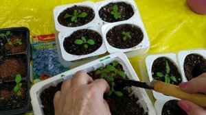 Будлея Давида. Листопадный полукустарник. Всходы.