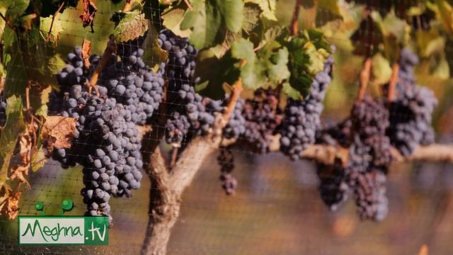 গর্ভাবস্থায় যেসব ফল খাওয়া্ ক্ষতিকর | Fruits Must Avoid During Pregnancy in Bangla | Kids and Mom смотреть онлайн