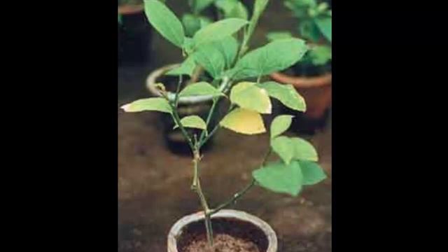 Почему у лимона опадают листья? Желтеют, сохнут, пятна, болеет зимой что делать?