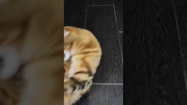 Когда хочется сделать Кусь. смотреть онлайн