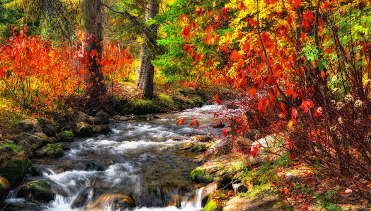 Успокаивающее пение птиц и звуки реки в зеленом лесу ✦ Расслабьтесь ✦ Звуки смотреть онлайн