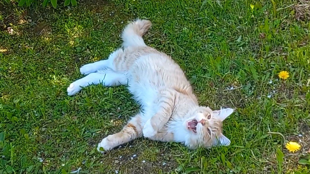 ВОЗВРАЩЕНИЕ БЛУДНОГО КОТА! (КОТ породы МЭЙН-КУН) смотреть онлайн