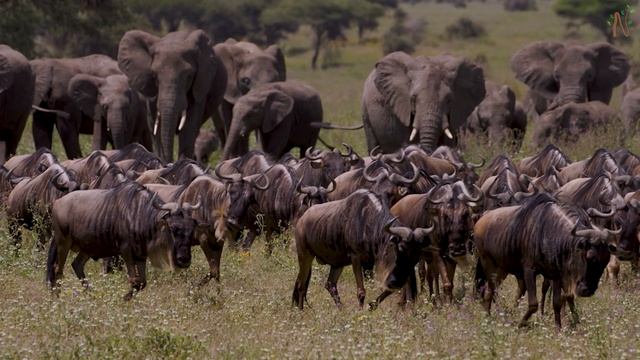 Lions Kings of African Wildlife Animal Sounds 4K смотреть онлайн
