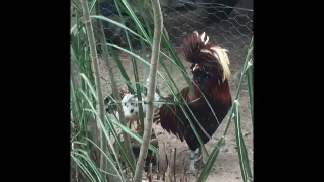 VogelPark Irina Lavrova в Германии?? смотреть онлайн