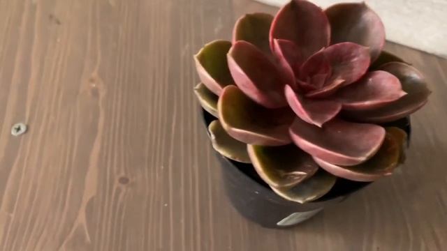 Echeveria TOPSY TURVY Crested And Echeveria Petra’s Perle