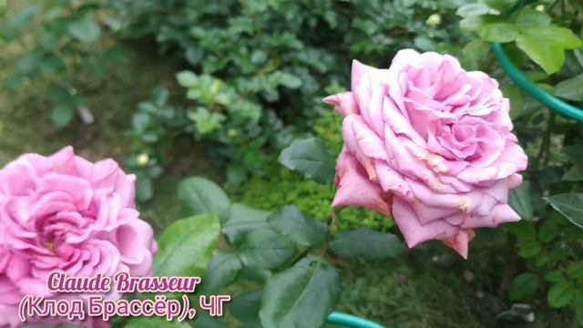 Обзор розария перед отпуском, 10.08.21? смотреть онлайн