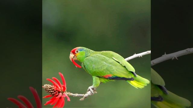 Релакс. Спокойствие. смотреть онлайн