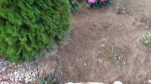 Осень в саду у Маринессы.