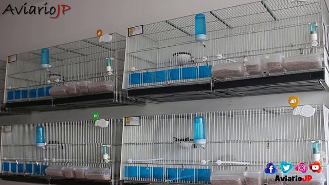 COMO SABER LA EDAD DE UN CANARIO 😱 (TRUCOS que FUNCIONAN) смотреть онлайн