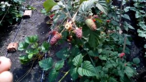 ежемалина тайберри