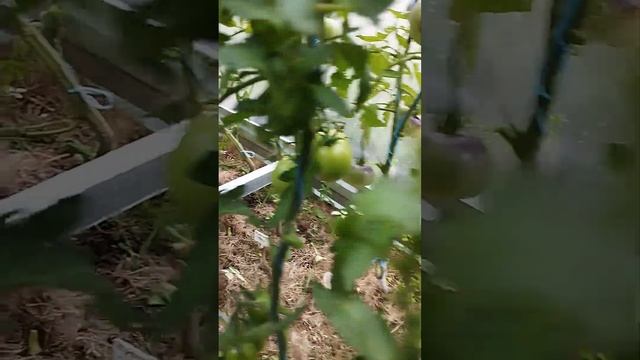 Томат Конфеты Сладкая сосулька. г. Киров. Ватсап тел. 89229284031 смотреть онлайн