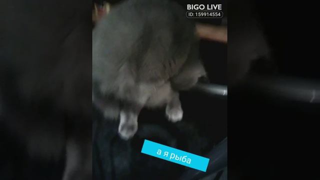 Это мой кот Дизель смотреть онлайн