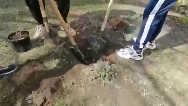 Акция «Лес Победы» МБОУ СОШ #2 города Пушкино смотреть онлайн