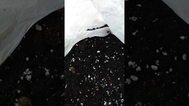 Денежное дерево (Толстянка , Крассула ). Привет из 90-х! Черенкование. смотреть онлайн