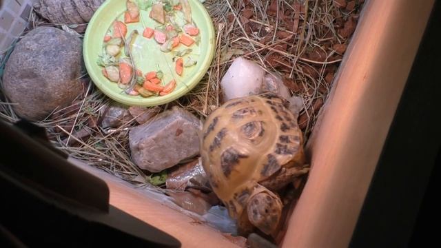 МОРСКИЕ СВИНКИ/ ЧЕРЕПАХА И ШИНШИЛЛЫ /КАК НАШИ ДЕЛА смотреть онлайн