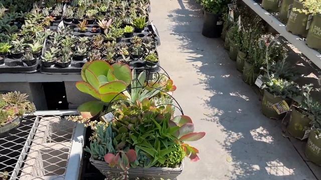 Суккулентам быть // Магазин Home Depot // Влог США смотреть онлайн