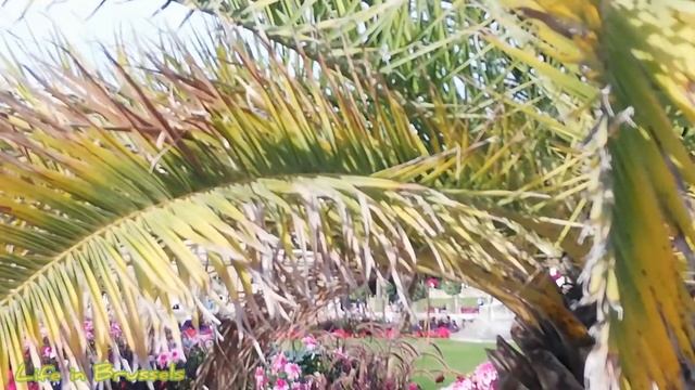 Luxembourg Palace. Люксембургский сад.