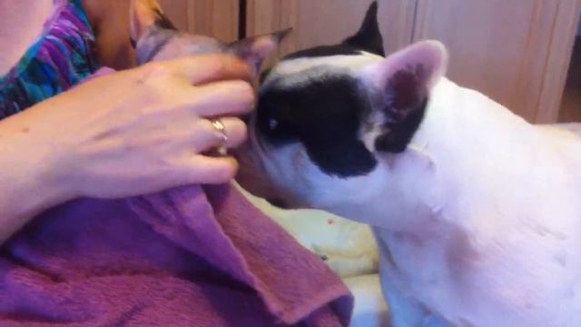 The dog washes a cat смотреть онлайн