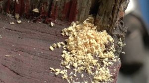 Пчела - плотник / Xylocopa valga. Пчела, которая грызет дерево.