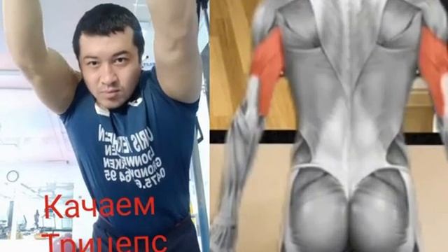 Качаем трицепс смотреть онлайн