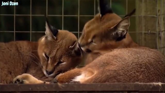 КАРАКАЛ - Летающий кот, Охотник на птиц! Каракал против Шакалов...