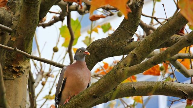 Золотая осень. Неземная красота. Музыка для поднятия настроения в золотой истории! смотреть онлайн