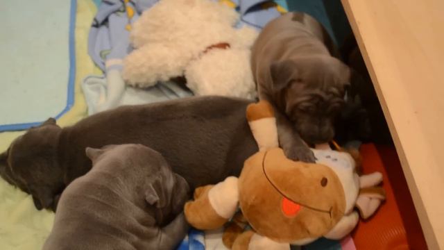 Тайские риджбеки Аюри (Aure Silma) и Махтар (Amon Mahtar) смотреть онлайн