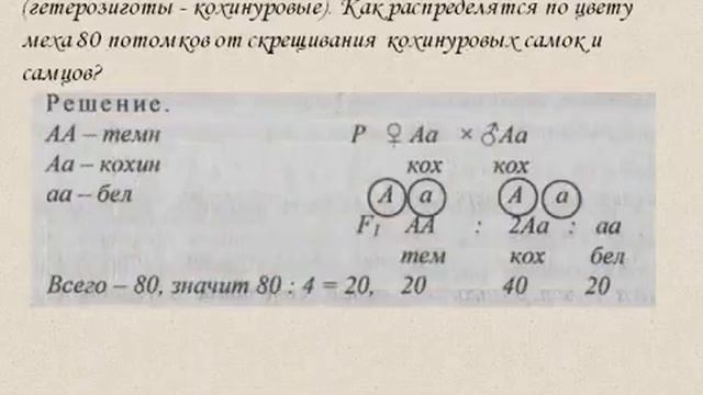 Взаимодействие аллельных генов.AVI смотреть онлайн
