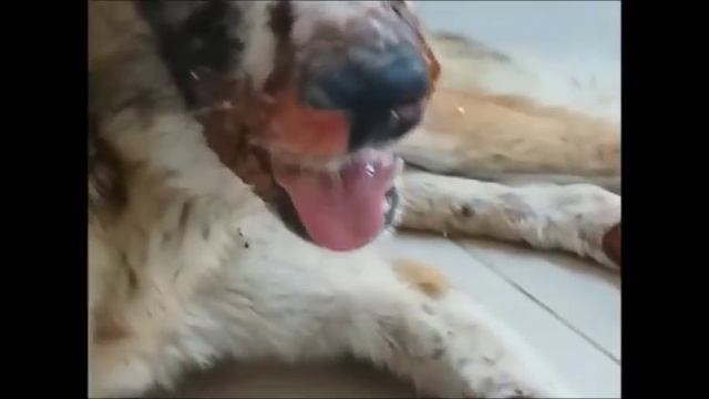 Изувеченный песик