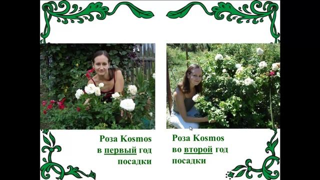 Розы - это просто! Сорта и виды роз смотреть онлайн