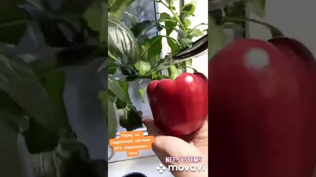 Сладкий перец гидропоника на подоконнике NFT система смотреть онлайн